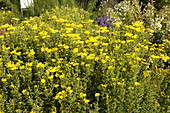 Chrysopsis villosa Golden Sunnyshine