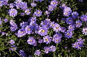 Aster dumosus 'Prof. Anton Kippenberg'