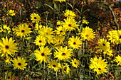 Helianthus atrorubens