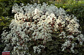 Saxifraga cortusifolia var. fortunei 'Rubrifolia'