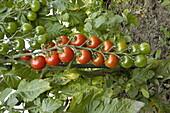 Solanum lycopersicum 'Dolce Vita'