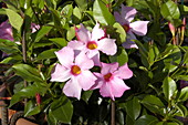 Mandevilla sanderi, pink