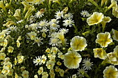 Argyranthemum frutescens 'Monroe Lemon Anemon'