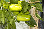 Green block pepper