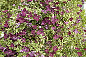 Clematis viticella 'Royal Velours