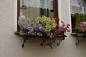 Flowers in front of window