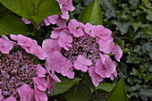 Hydrangea macrophylla, pink Dish flowers