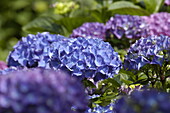 Hydrangea macrophylla, blue