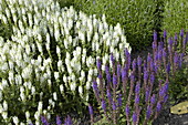Salvia nemorosa 'Snow Hill' garden