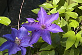 Clematis, violett