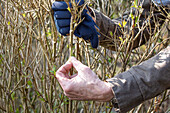Hydrangea pruning - fresh branch