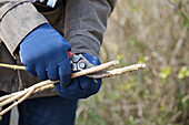 Hydrangea pruning