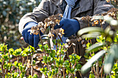 Hydrangea pruning