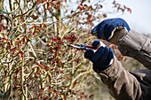 Rose pruning