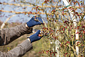 Rose pruning