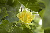 Liriodendron tulipifera