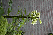 Cardiocrinum giganteum