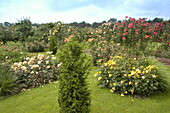 Conifer in rose garden