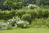 Garden view with roses