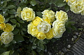 Bed rose, yellow