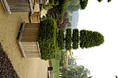 Taxus baccata, topiary section