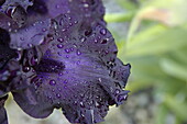 Iris x germanica, violett