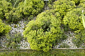 Euphorbia cyparissias 'Fens Ruby