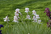 Iris x germanica, light pink