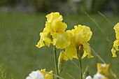 Iris x germanica, gelb