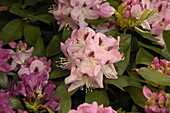Rhododendron Lady Annette de Trafford