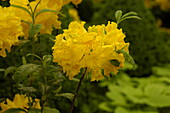 Rhododendron luteum, yellow