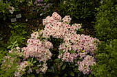 Rhododendron 'Belami'