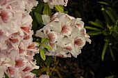 Rhododendron 'Belami'®