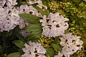 Rhododendron 'Durantik'
