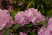 Rhododendron yakushimanum 'Lumina'