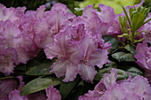 Rhododendron 'Haithabu'®