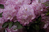 Rhododendron 'Romilda