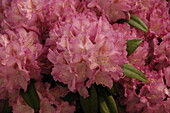 Rhododendron 'Constanze