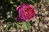 English Roses, magenta
