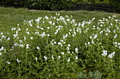 Geranium phaeum 'Album'