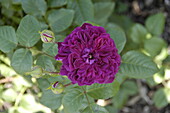 Englische Rosen, purpur
