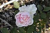 Englische Rosen, rosa