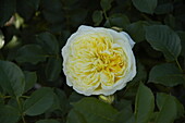 English Roses, yellow