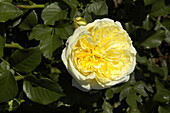 Englische Rosen, gelb