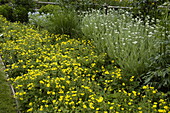 Potentilla megalantha