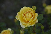 English Roses, yellow