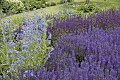 Salvia nemorosa 'Wesuwe'