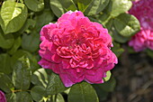 Rosa 'Sophy's Rose'
