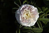 Rosa alba 'Maiden's Blush