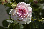 Strauchrose, hellrosa